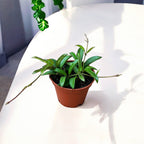 Hoya sp. Zambales D6