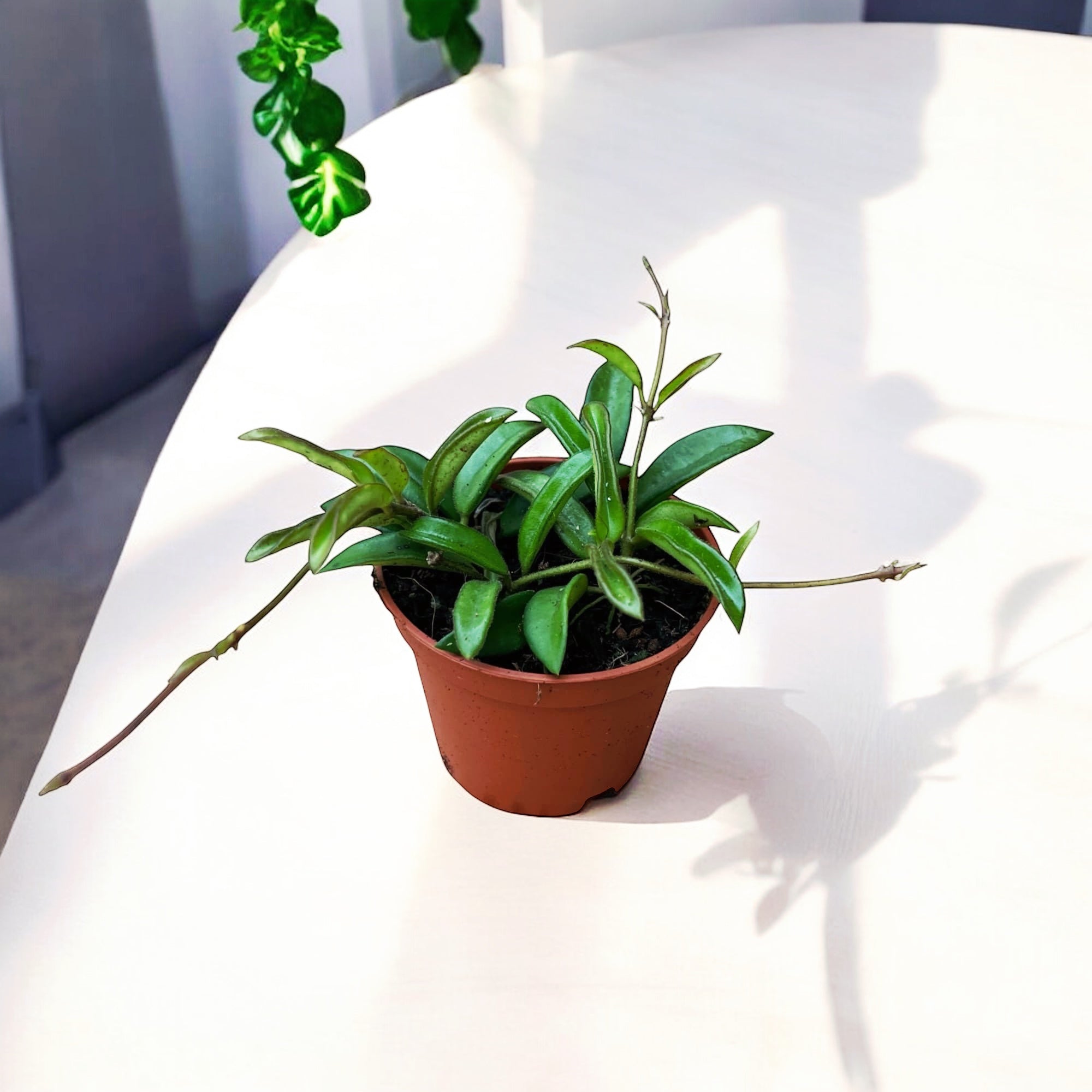 Hoya sp. Zambales D6