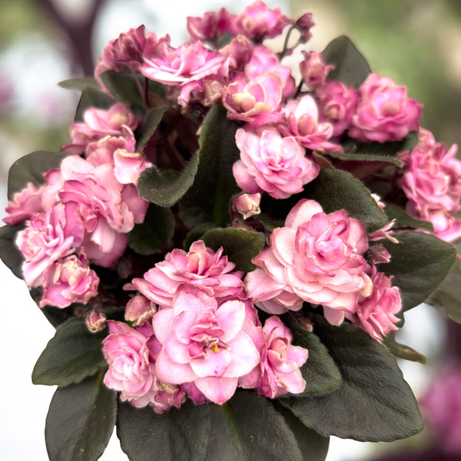 Saintpaulia Jolly Imp - violete speciale