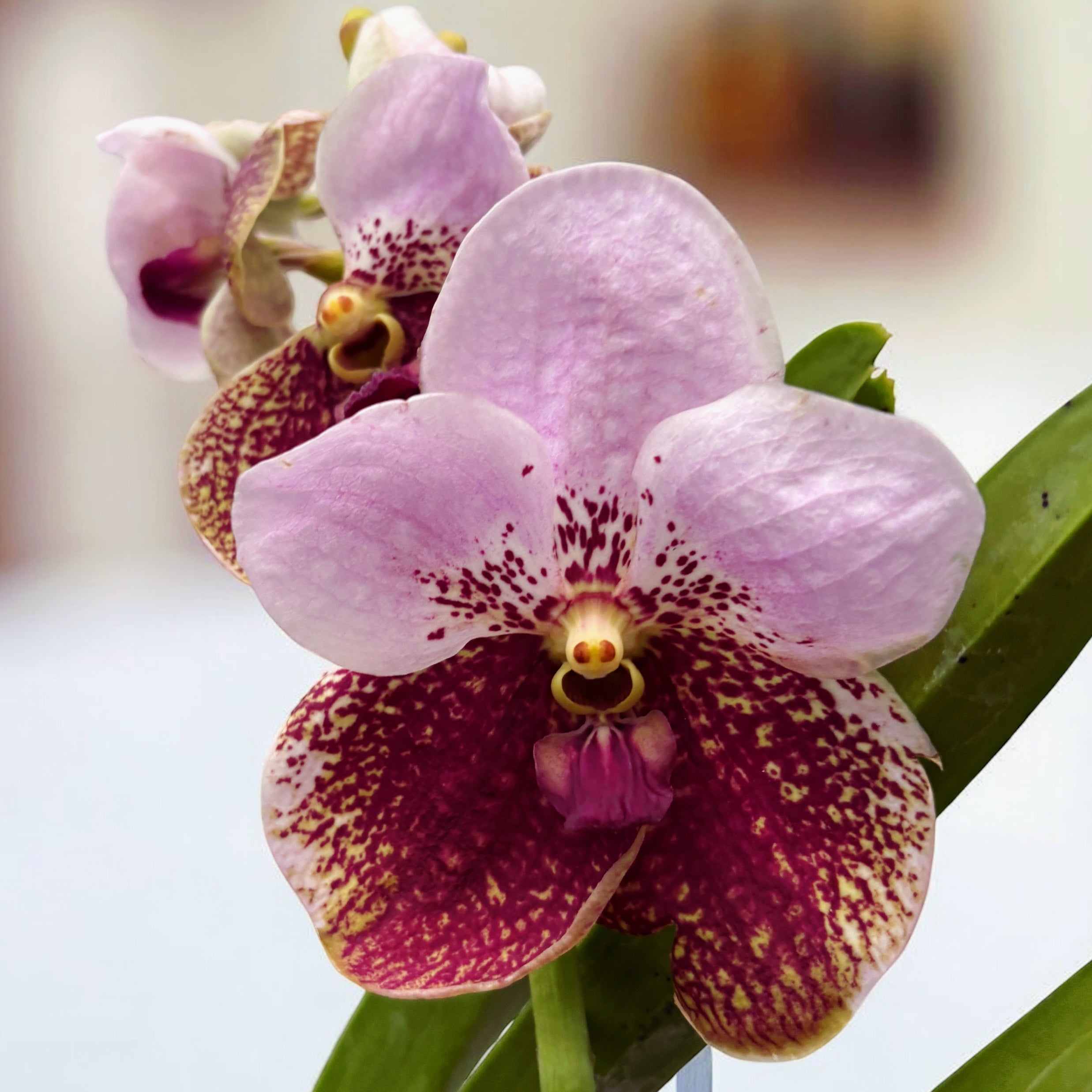 Vanda Sanderiana (Ansu)