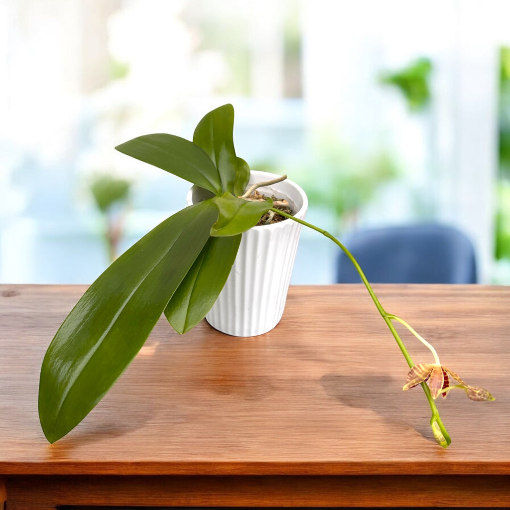 Phalaenopsis Almanis '3045' (mannii × tetraspis)