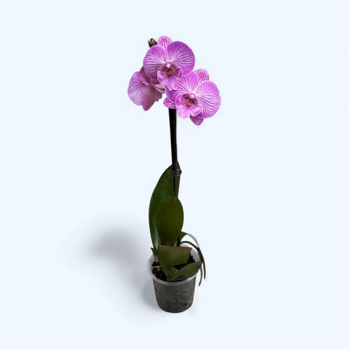 Phalaenopsis 'Lizard King' big lip
