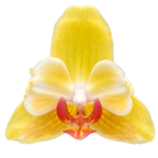 Phalaenopsis Fuller's Sunset '646' (peloric)