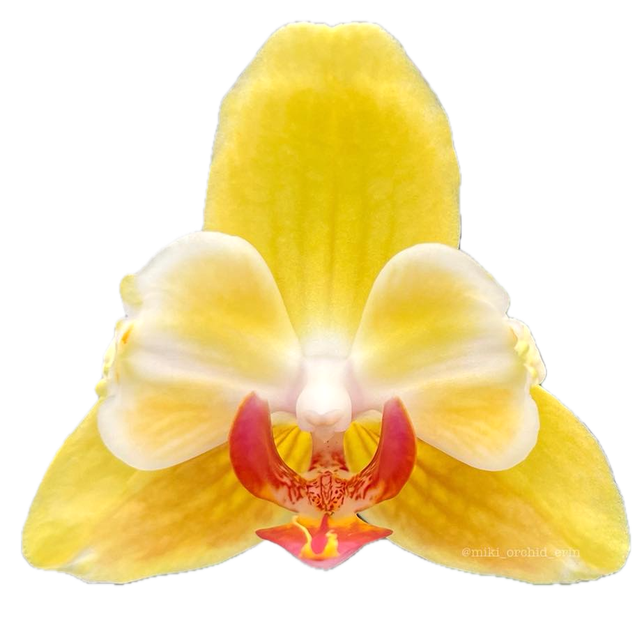 Фаленопсис Фулърс Сънсет '646' (пелорик)