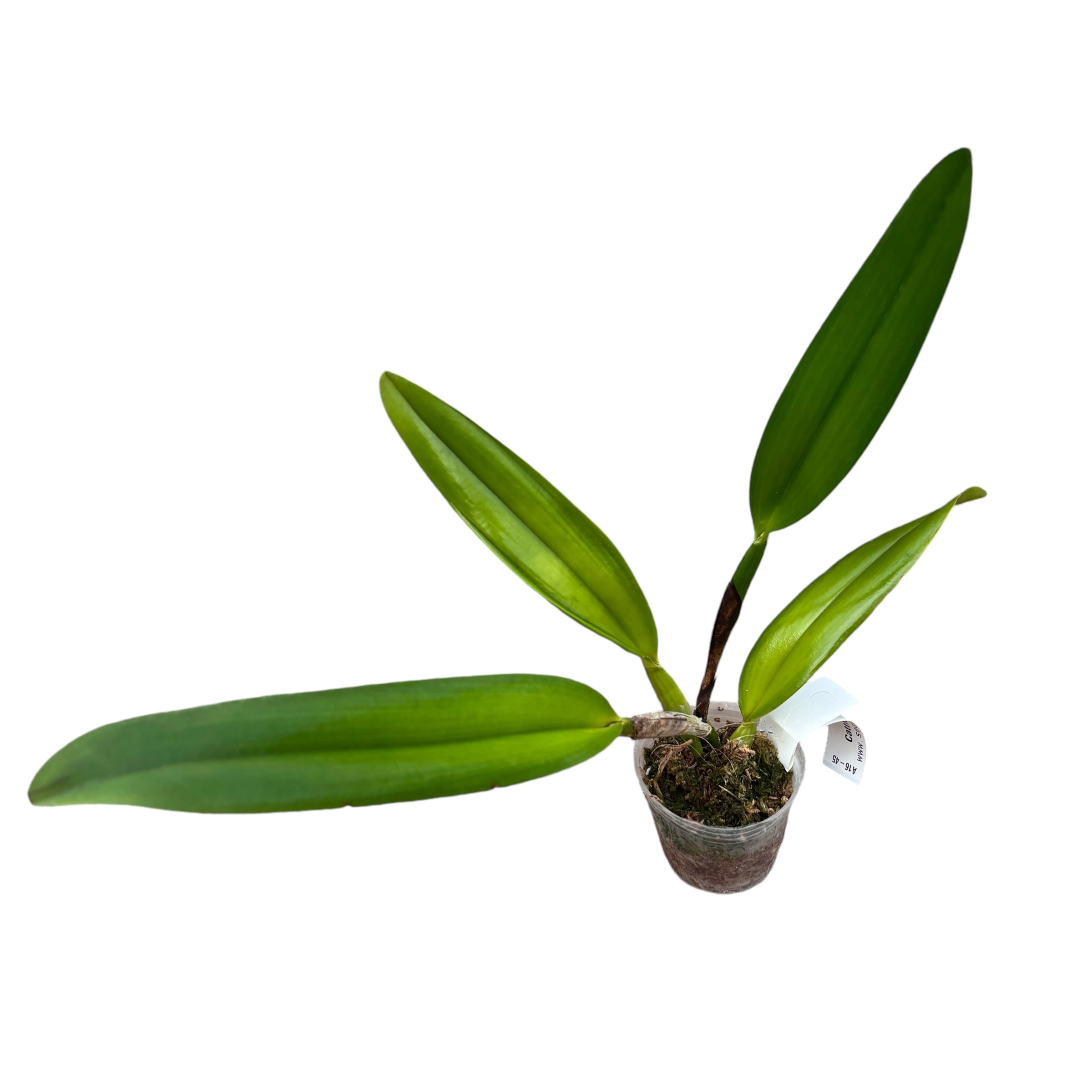 Cattleya dowiana * fragrant