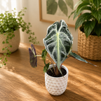 Alocasia 'Venom'
