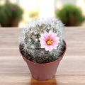Mammillaria glassii ‘Dulces Nobres’ - cactus de colectie, compact si “pufos”