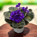 Saintpaulia Rococo Violet - Violete de Parma cu flori duble