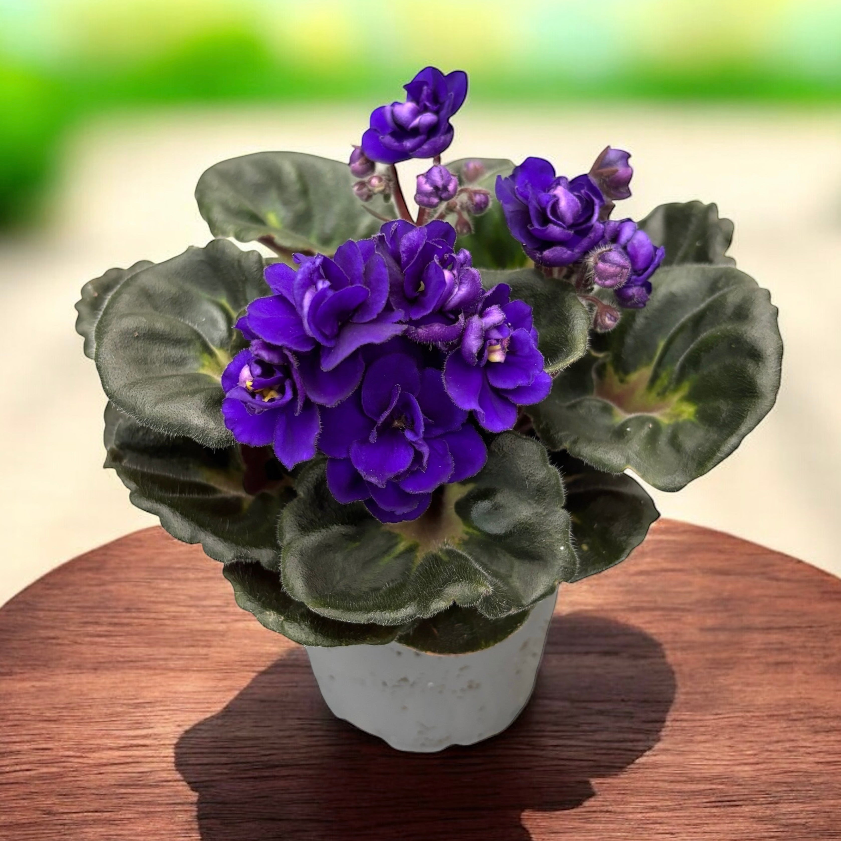 Saintpaulia Rococo Violet - Violete de Parma cu flori duble
