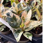 Ficus elastica 'Shivereana' ('Moonshine', 'Variegata') - stralucire unica si variegatie spectaculoasa