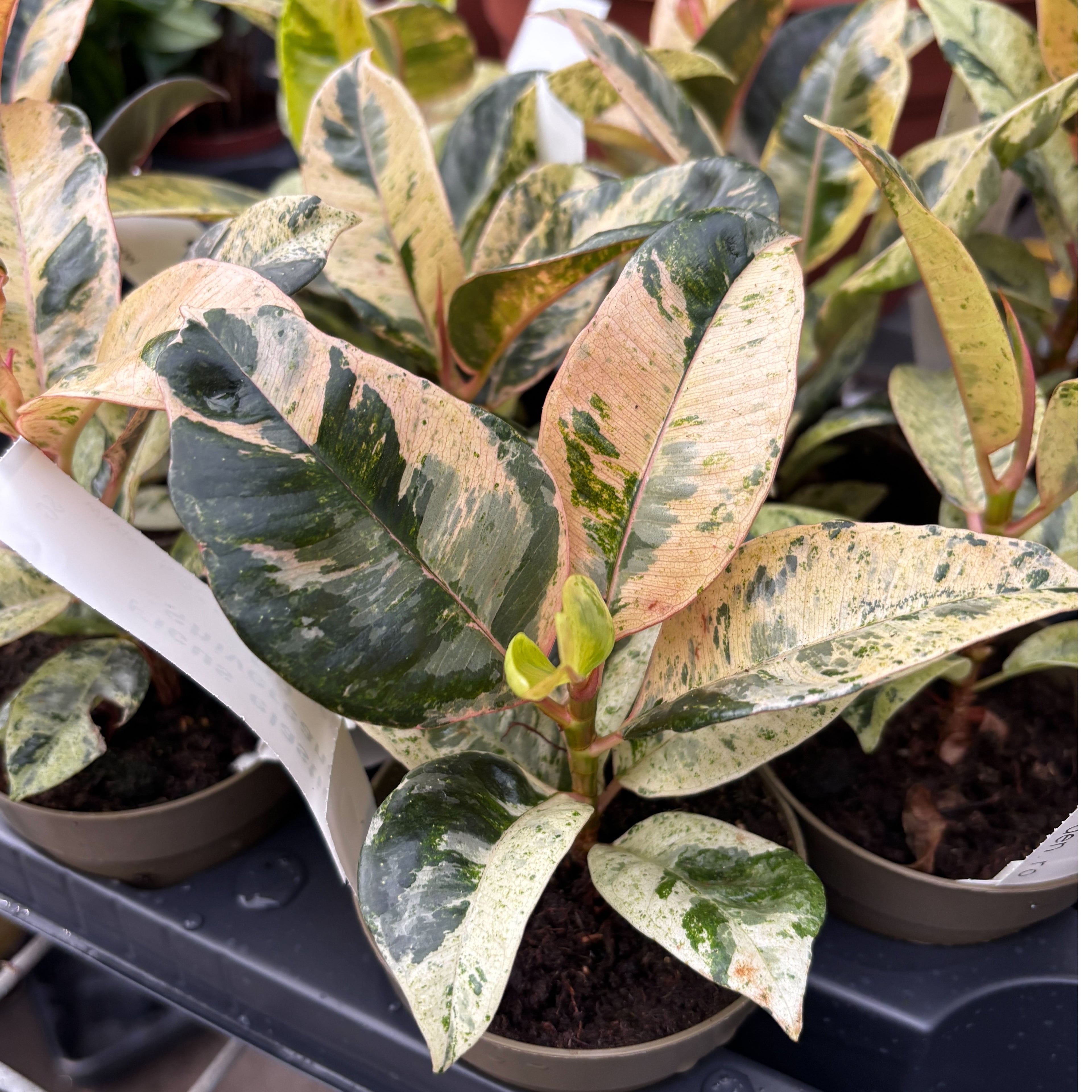 Ficus elastica 'Shivereana' ('Moonshine', 'Variegata') - stralucire unica si variegatie spectaculoasa