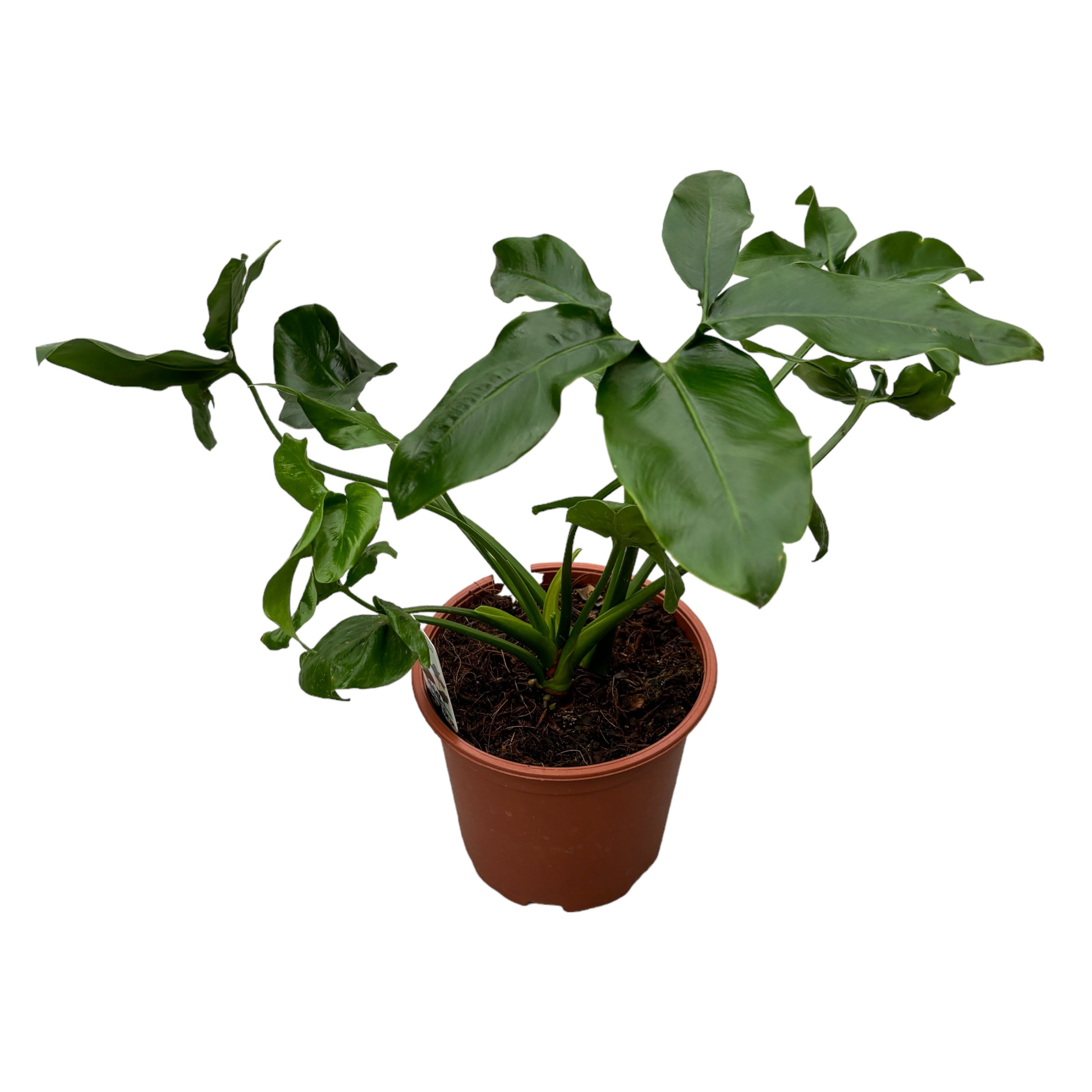 Philodendron goeldii 'Fun Bun' (Thaumatophyllum spruceanum) 2pp