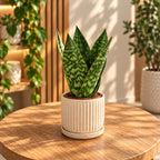 Sansevieria ‘Jamaiquina Queen’