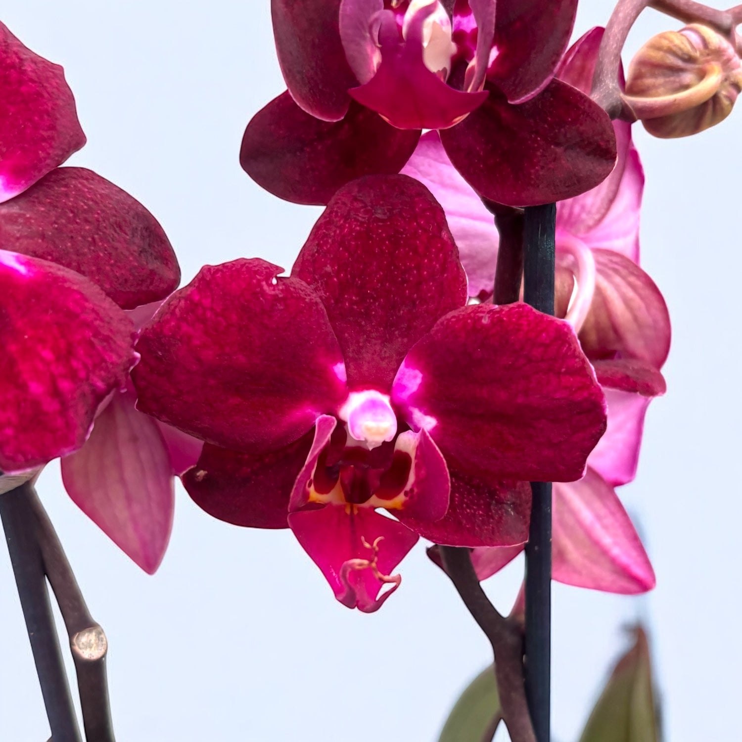 Phalaenopsis Anthura Cartagena