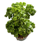 Muscate parfumate - Scented Geranium (aroma de lamaie - Lemon Tree)