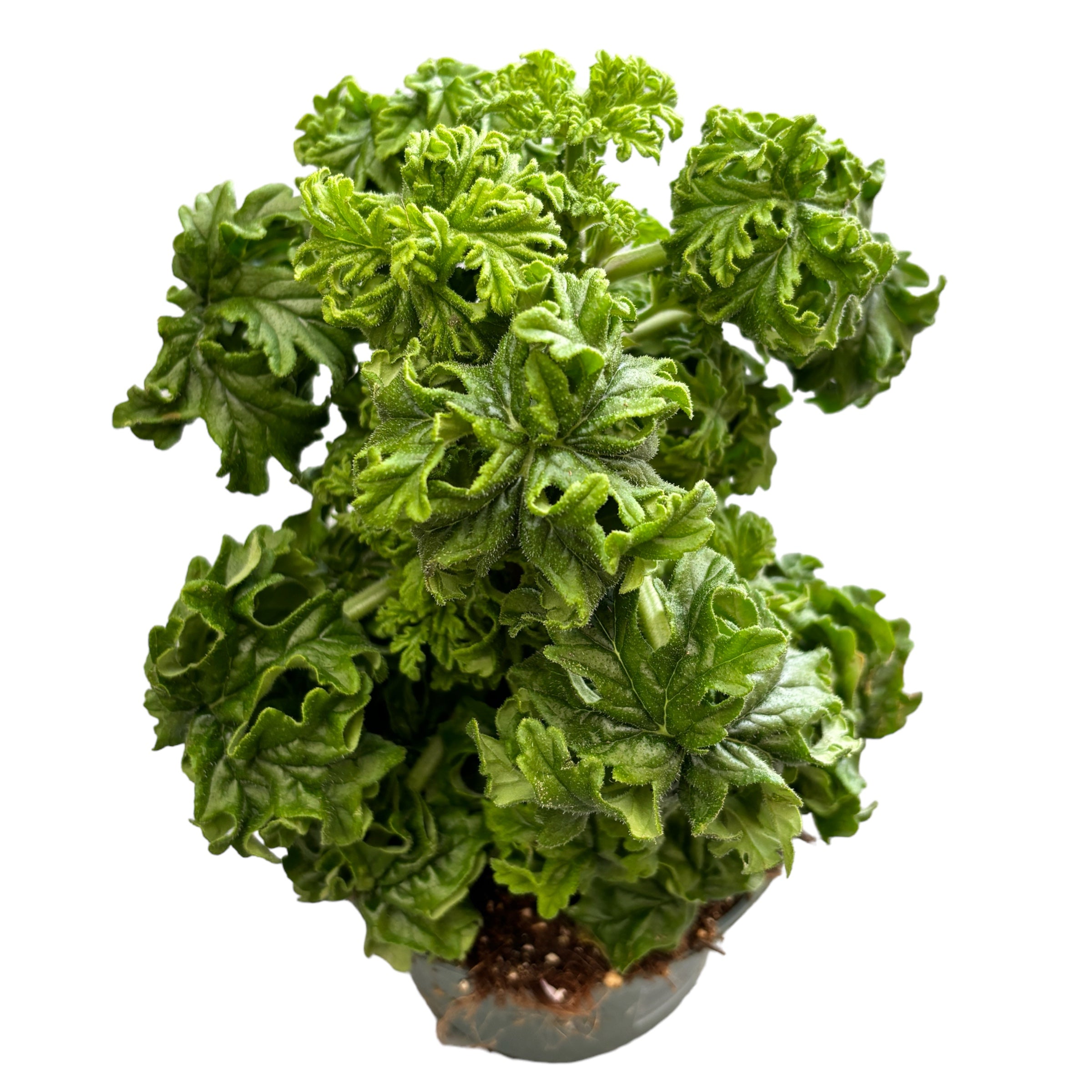 Muscate parfumate - Scented Geranium (aroma de lamaie - Lemon Tree)