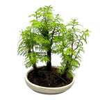 Бонсай Метасеквоя гора 3бр