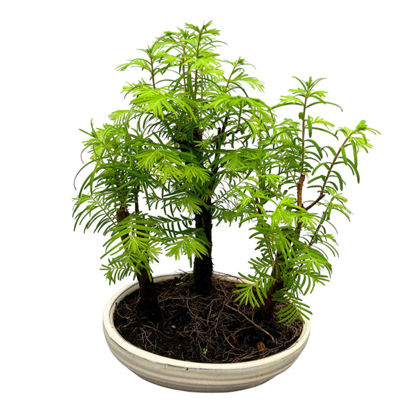 Bonsai Metasequoia forest 3pp