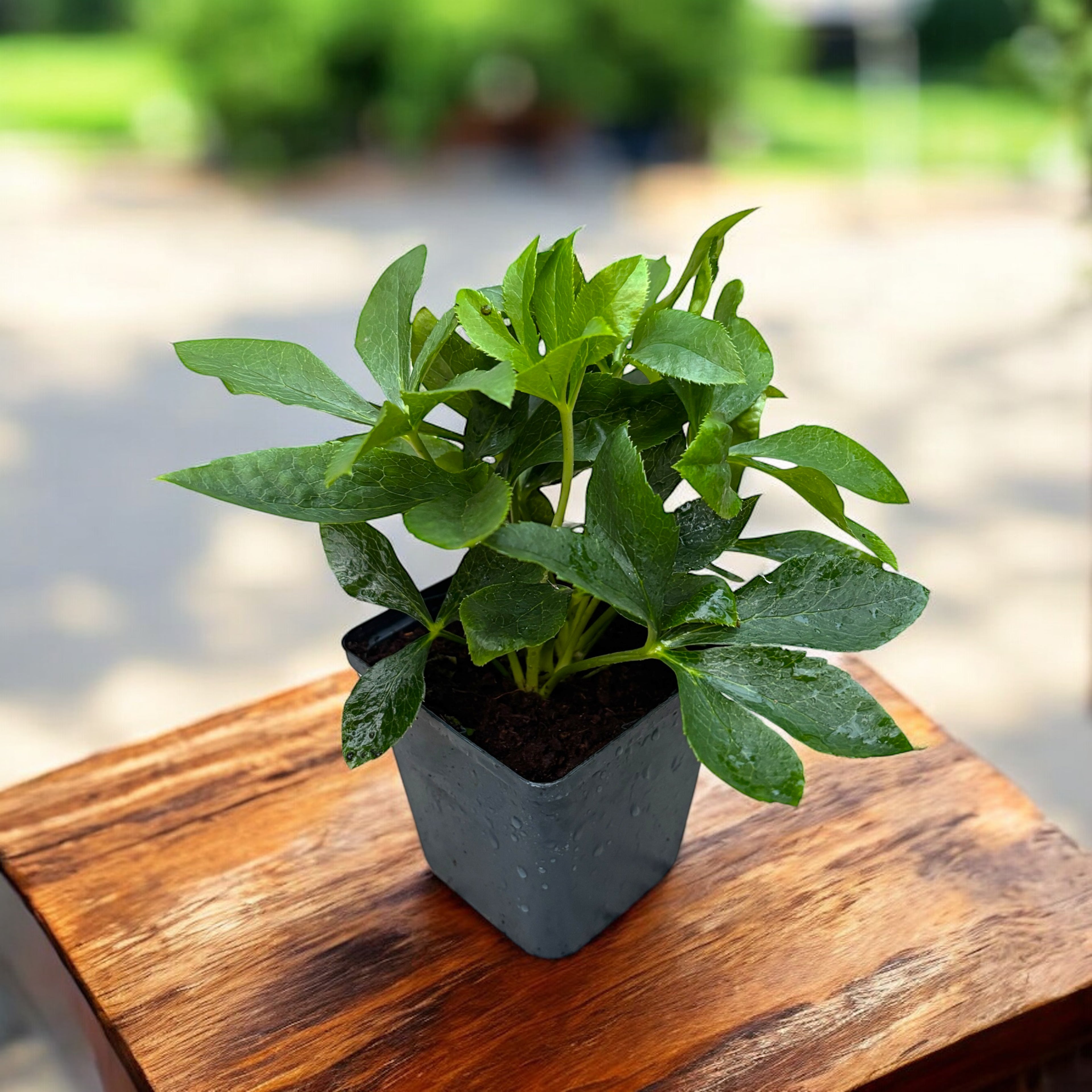 Helleborus orientalis Double White - spanz cu flori duble