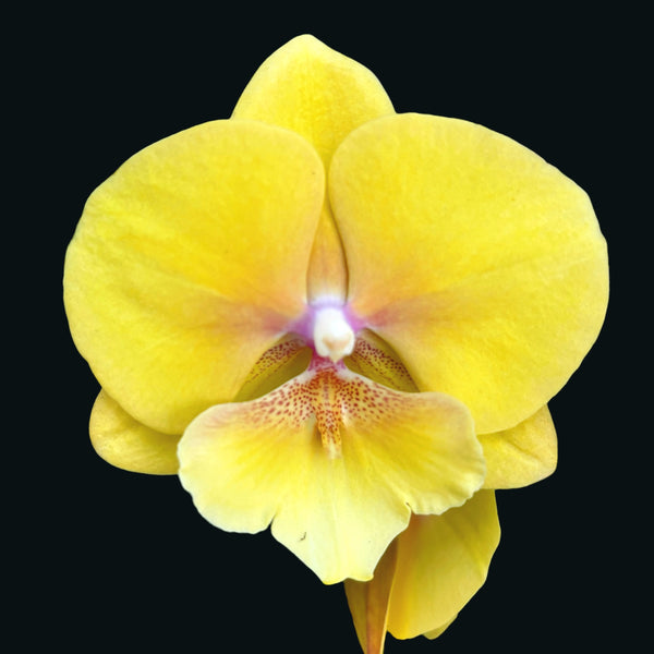 Phalaenopsis KS Big Stone (big lip)