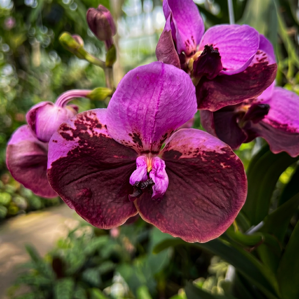 Vanda Divana Rose Marron