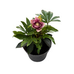 Helleborus orientalis „Double Ellen Pink” (Spanz) D12