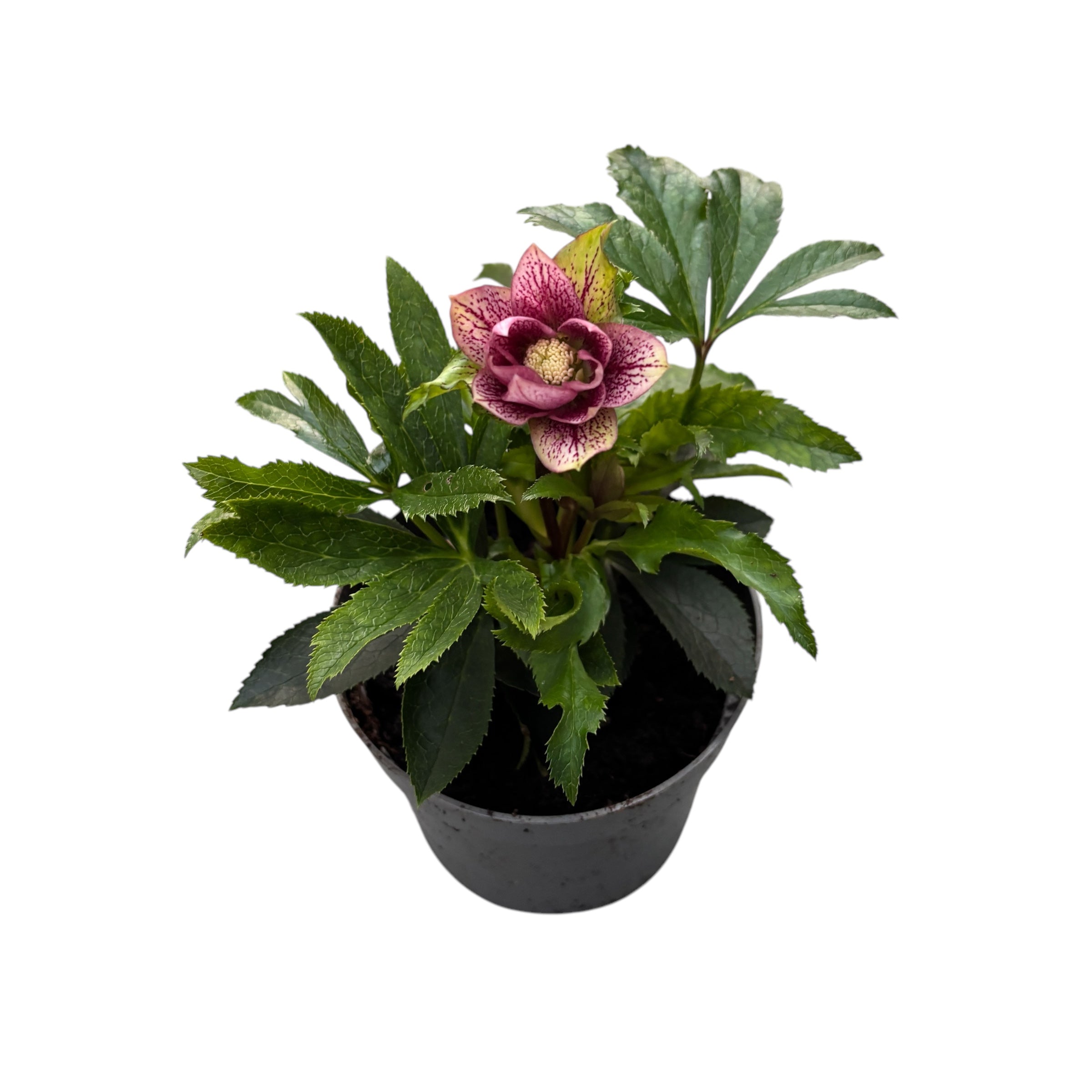 Helleborus orientalis ‘Double Ellen Pink’ (Spanz) D12