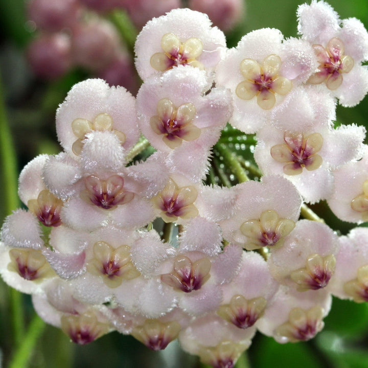 Hoya rotundiflora