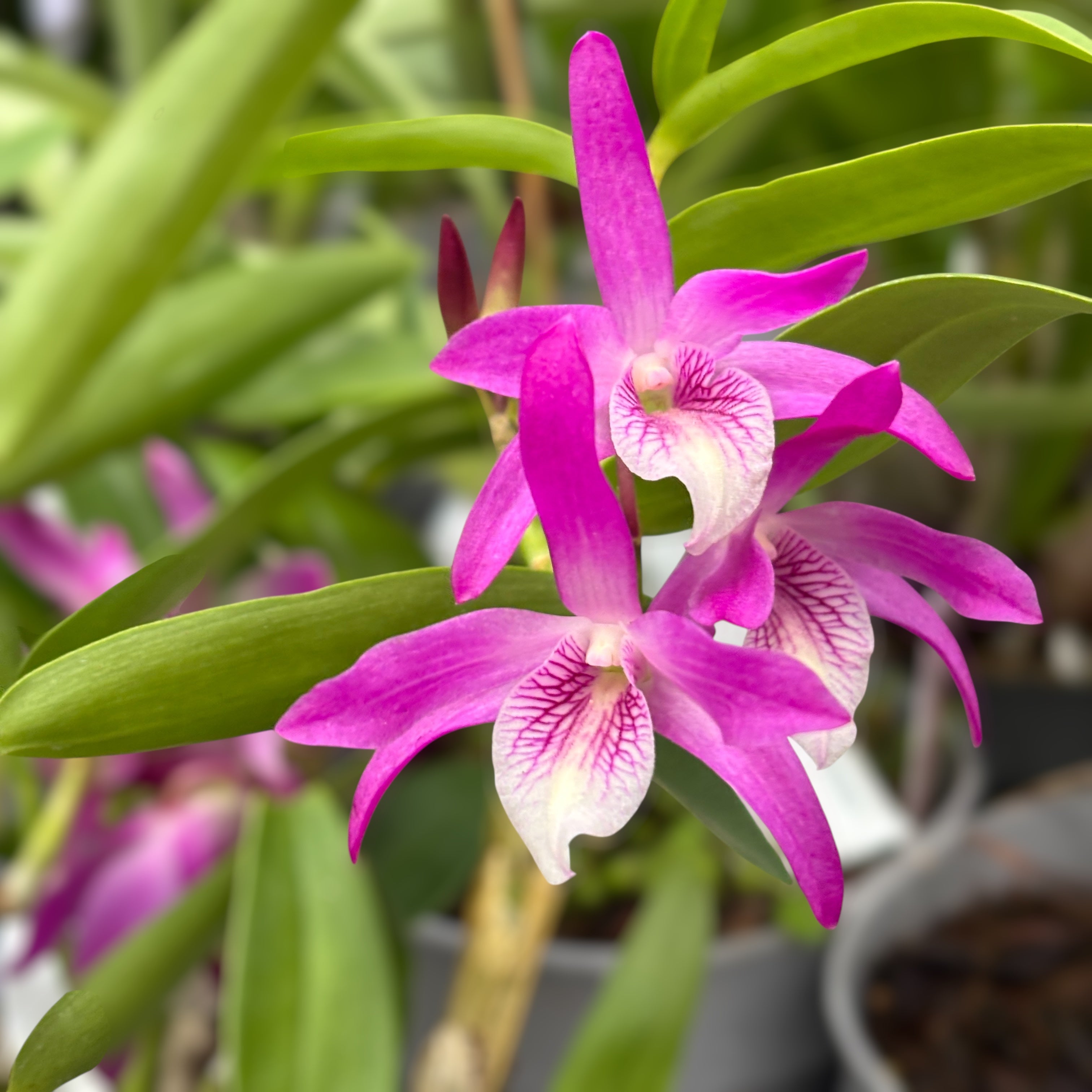 Dendrobium Rainbow Dance 'Akatsukinjan'