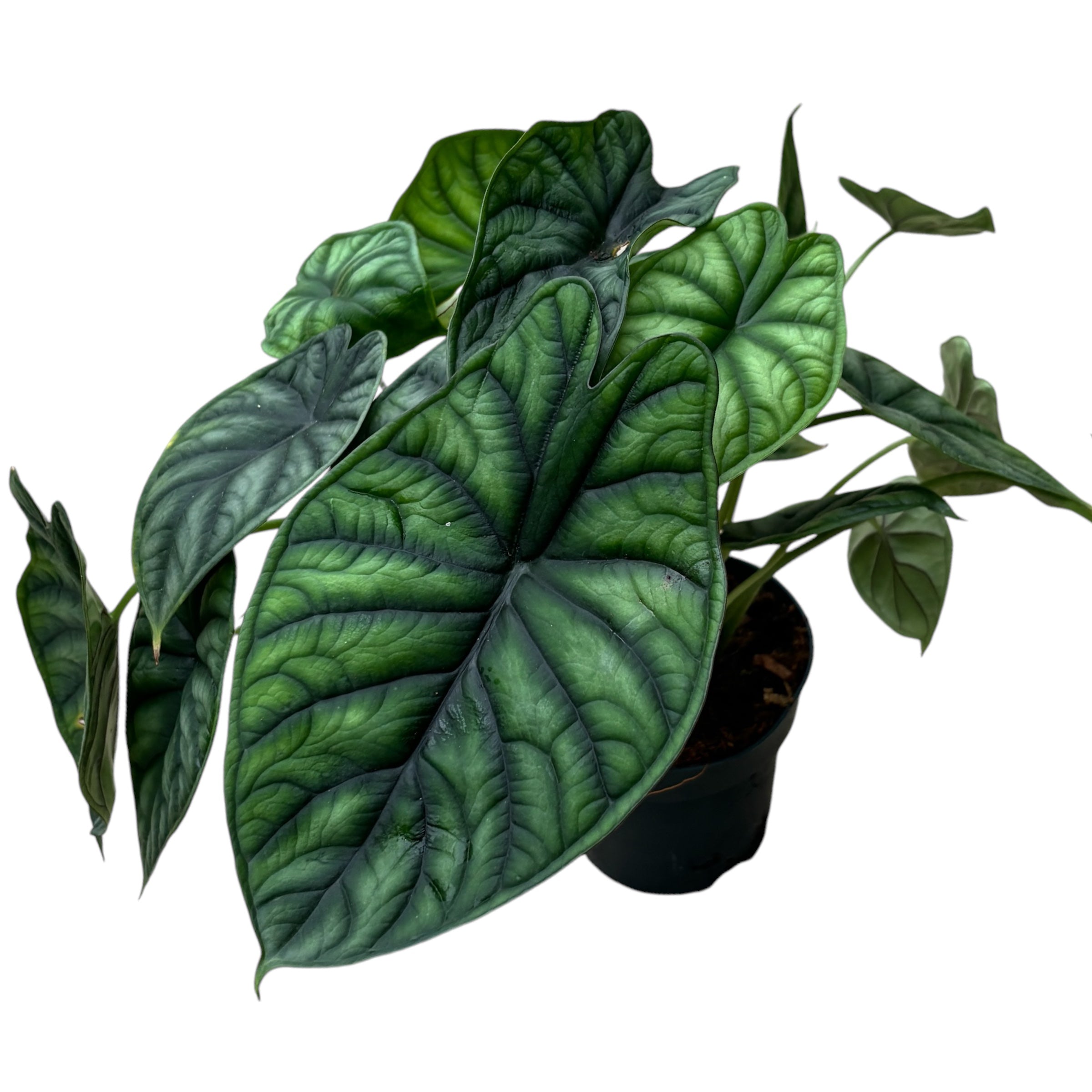 Alocasia baginda 'Dragon Scale' bush