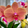 Phalaenopsis Tarte aux Pommes