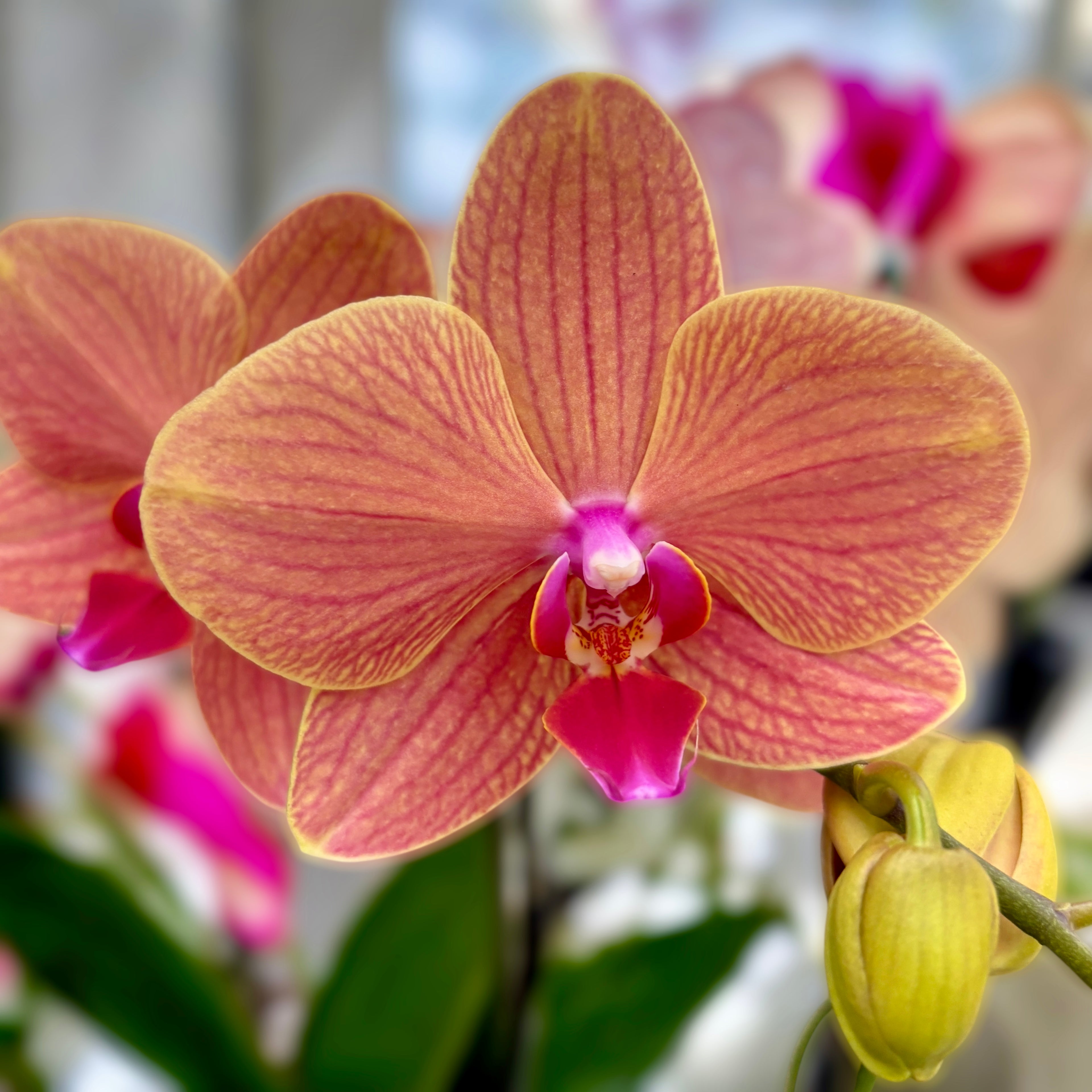 Phalaenopsis Apple Pie