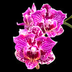 Phalaenopsis Lianher Happy Go (pelorisch)