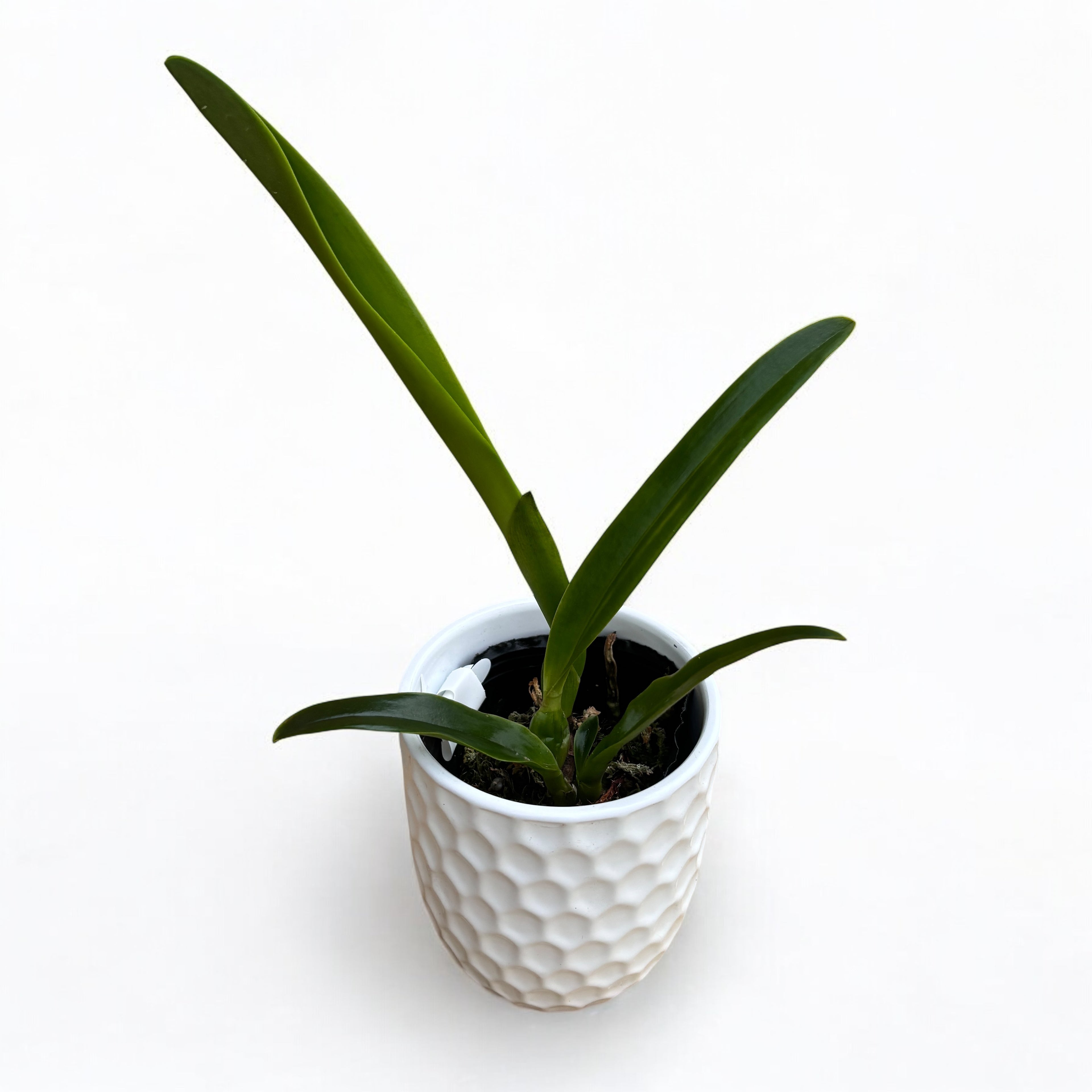 Cattleya (Laelia) purpurata var. sanguinea *parfumata