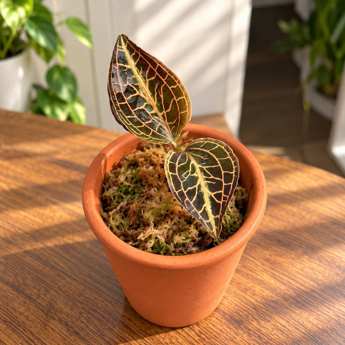Anoectochilus roxburghii 'Golden Heart' (Juwelenorchidee)