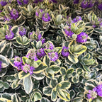Hebe 'Andersonii Variegata' - Pomul de aur (Evergreen) - exemplare XL