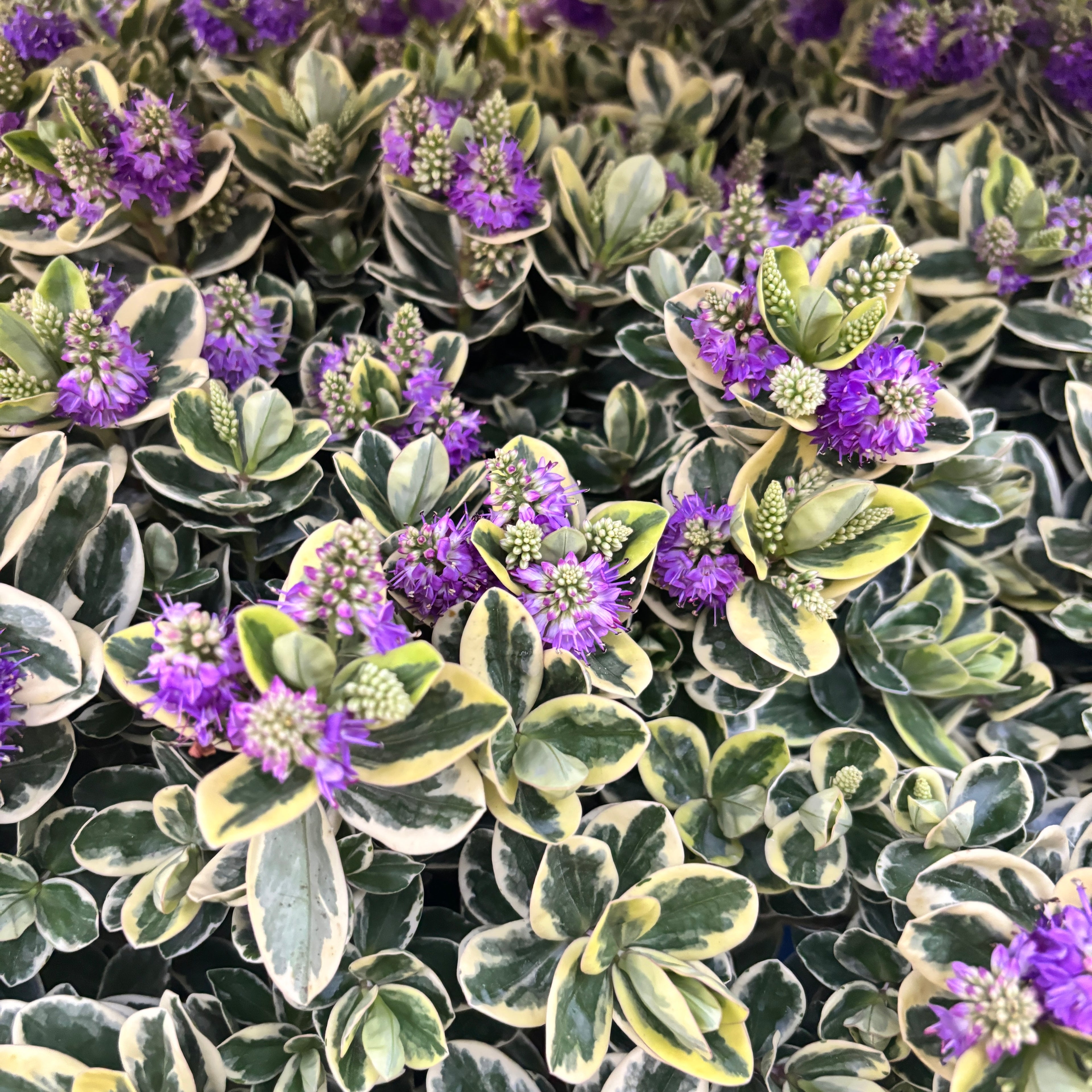 Hebe 'Andersonii Variegata' - Pomul de aur (Evergreen)