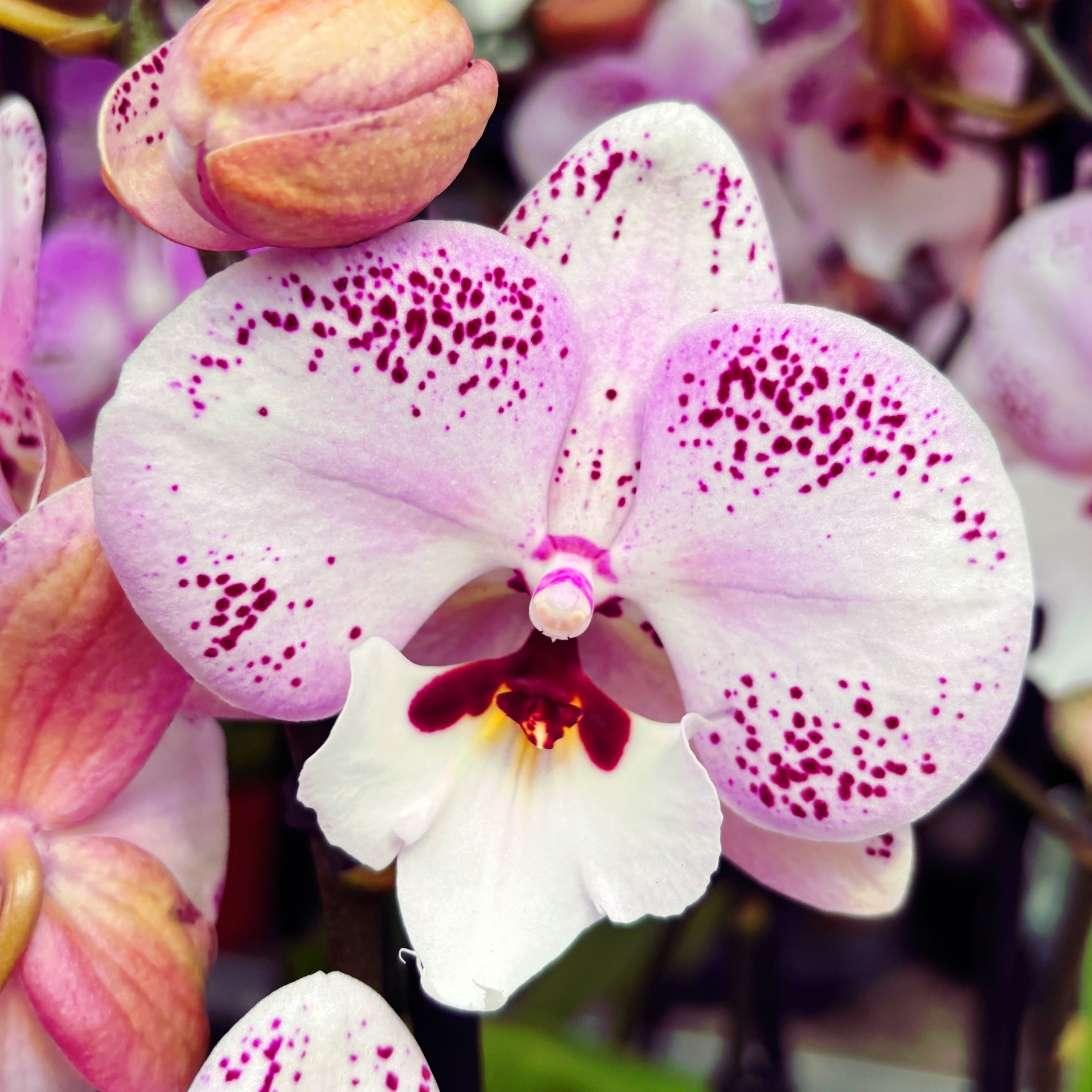 Phalaenopsis GC Reyoung Freckle (Big Lip)