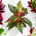 Aglaonema Crete (Siam Aurora, Jungle Red) 2pp