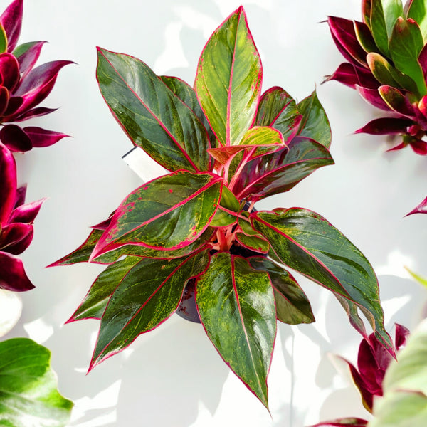 Aglaonema Crete (Siam Aurora, Jungle Red) 2pp