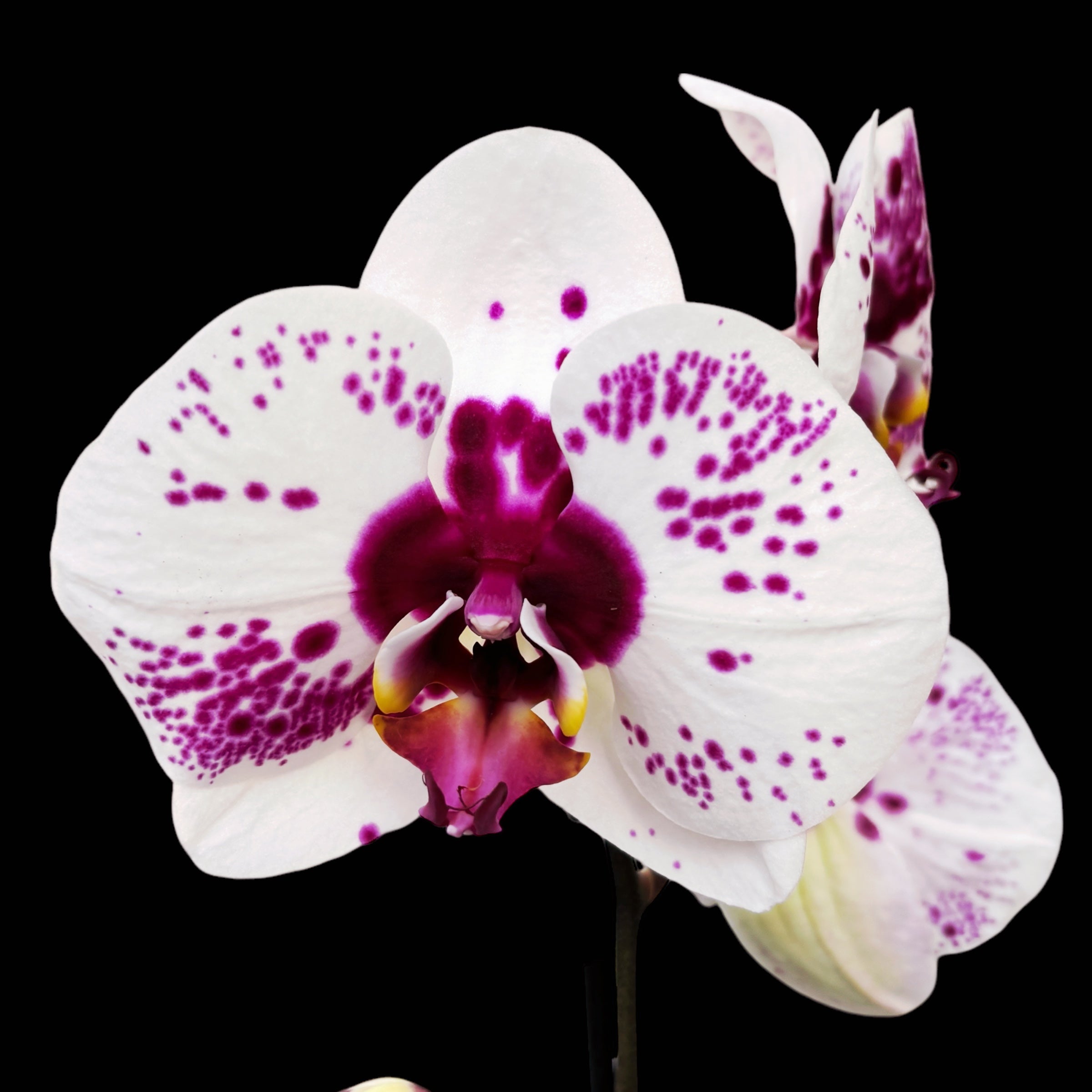 Phalaenopsis Gan Lin Fairy (Picasso) - XL-kukat