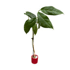 Hoya coriacea - exemplare dezvoltate