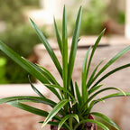 Cymbidium Golden Elf 'Variegata' (pestré listy) - vonné květy