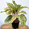 Aglaonema 'Pistachio Pink' - frunzis generos si colorit unic, in varianta XL