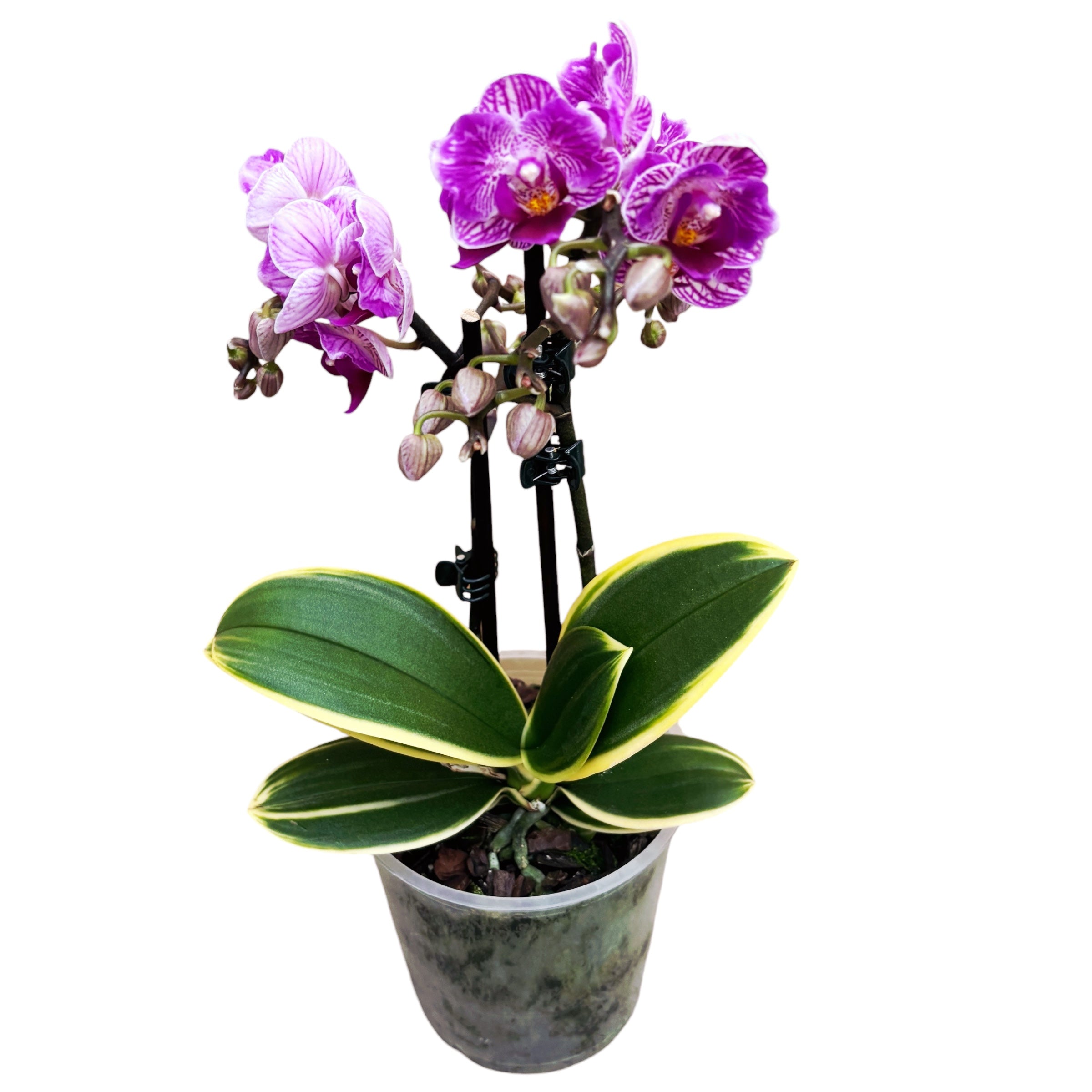 Phalaenopsis Sogo Vivien (variegata & peloric)