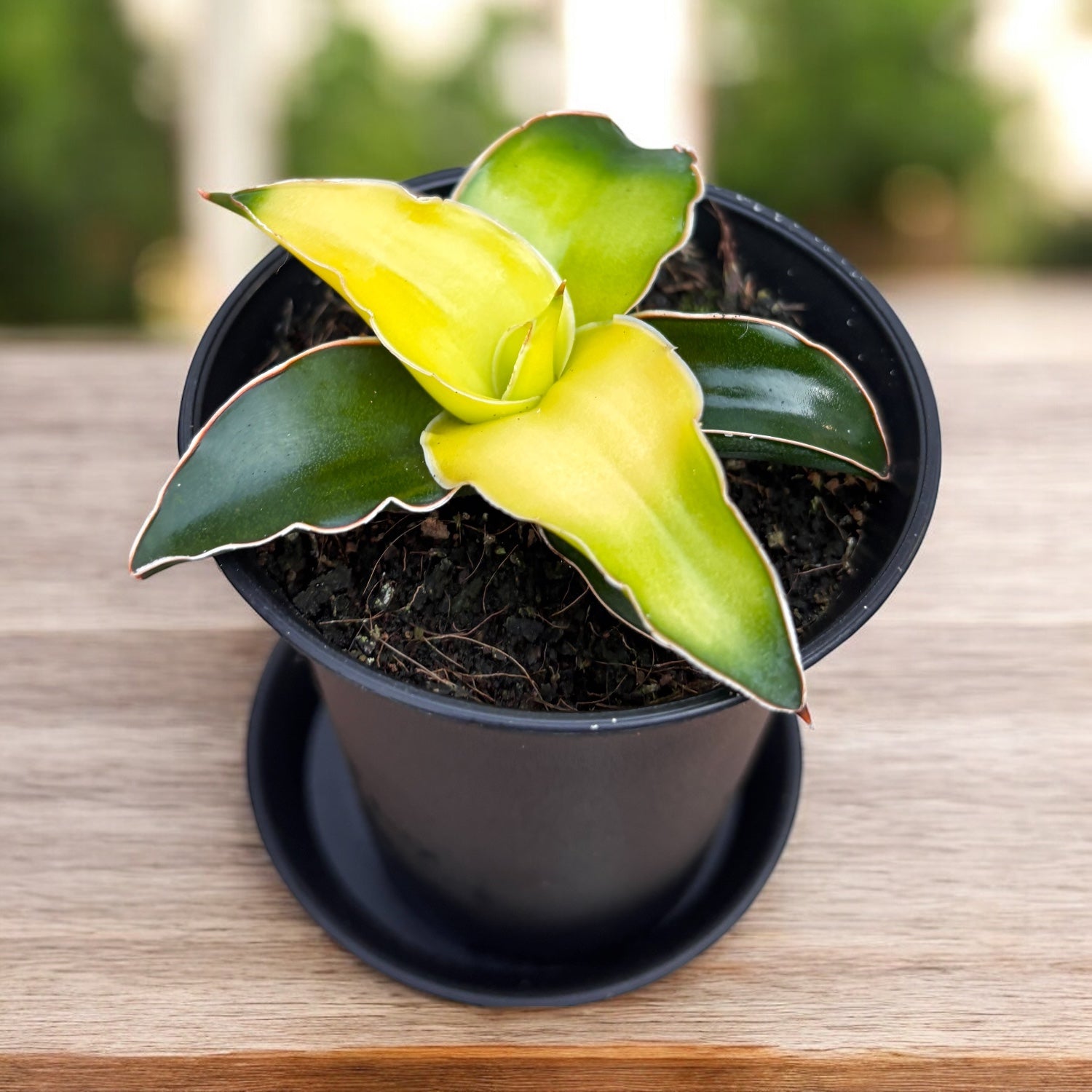 sansevieria canary Sansevieria 'Star Canary' D7 – Secret Garden Plant Shop