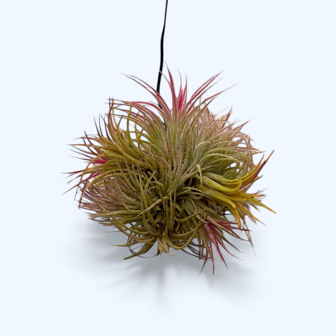 Tillandsia Ionantha clump