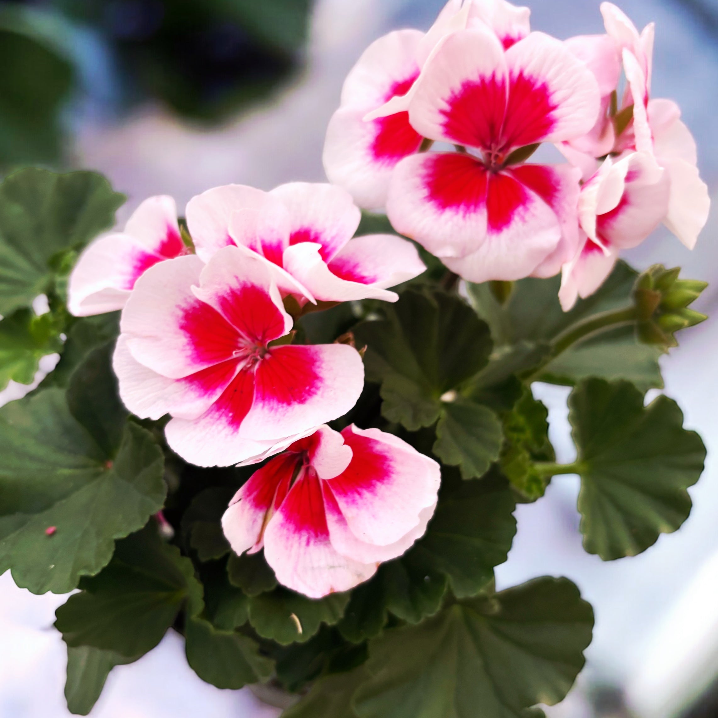 Muscate zonale - Pelargonium (Zonale Grp) 'Americana White Splash'