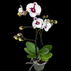 Phalaenopsis Charming Panda grande lèvre