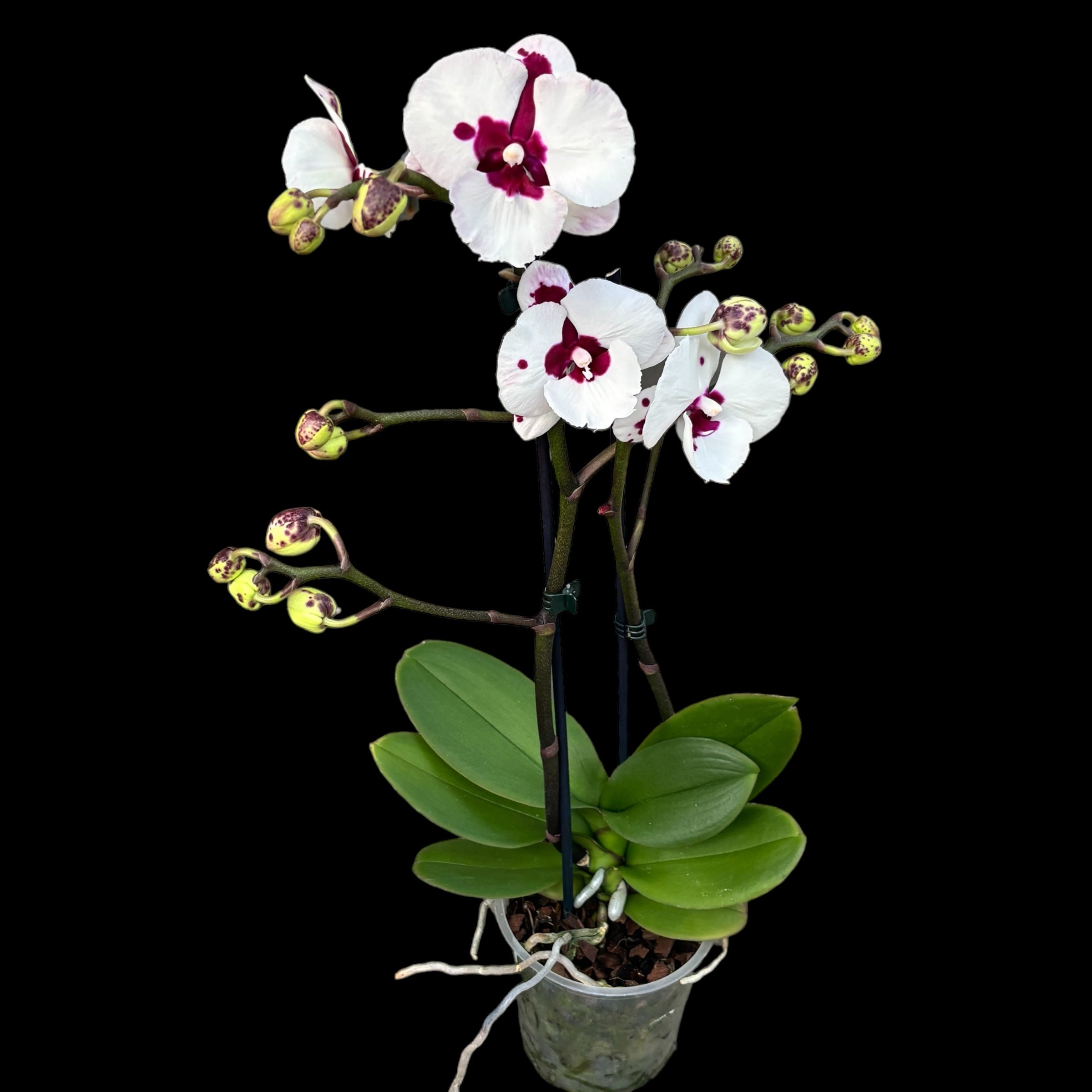 Phalaenopsis Charming Panda big lip